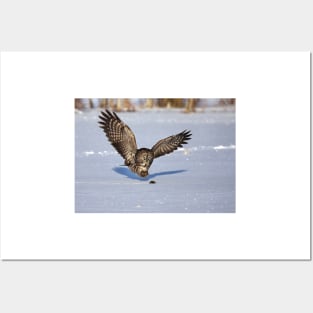 Great Grey owl catches a mouse Posters and Art